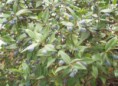 MYRTUS COMMUNIS
